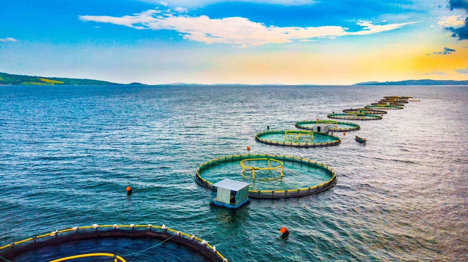 Offshore Sea Cages